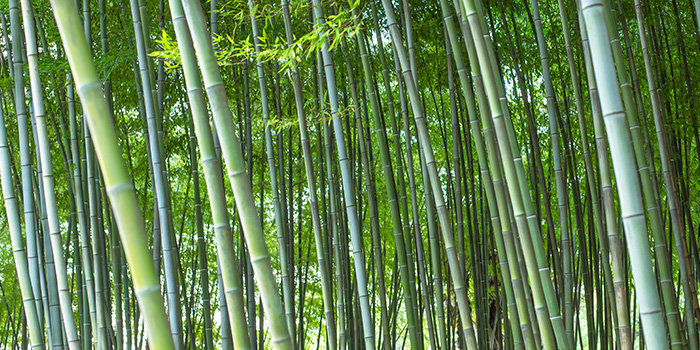 Čínský bambusový průmysl začíná novou cestu
